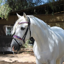 Load image into Gallery viewer, Halter Ego Limited Edition Viola Snaffle Bridle