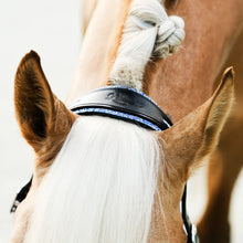 Load image into Gallery viewer, Lumiere Paris Leather Halter
